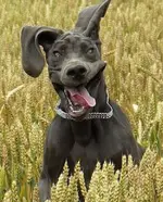 funny-great-danes-28-5b02dc5070e95__700.webp funny-great-danes-28-5b02dc5070e95__700.webp
