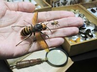 gianthornet.jpg