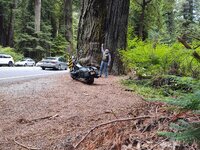 Redwood01.jpg