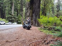 Redwood02.jpg
