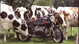 5 Kühe -Cows.webp